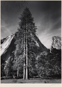 Image of Trees and Cliffs (from Portfolio III Yosemite Valley 1960)