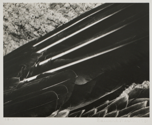 Image of Wing of Pelican