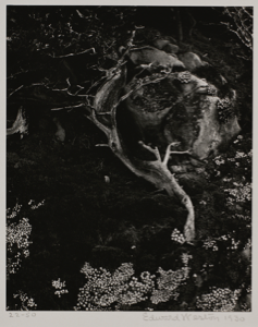 Image of Cypress Root and Succulents, Point Lobes