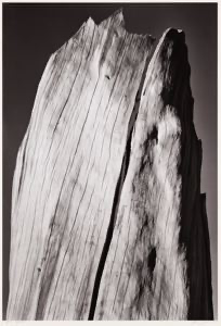 Image of White Stump