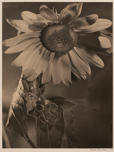 Image of Sunflower