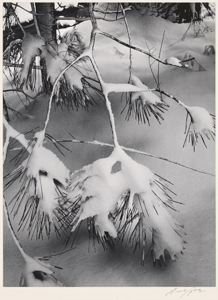 Image of Branches in Snow (from Portfolio III Yosemite Valley 1960)