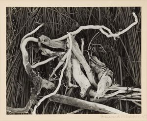 Image of Driftwood in Reeds