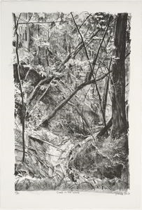Image of Creek in the Woods