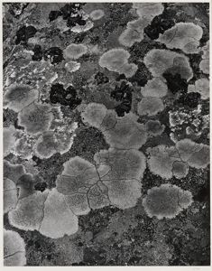Image of Lichen at Grindstone Point (Winter Harbor, Maine)