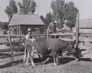 Image of FSA (Farm Security Administration) cooperative bull. Box Elder County, Utah