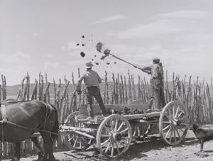 Image of The old method of getting rid of manure, throwing it over the fence. Box Elder County, utah