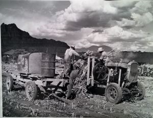 Image of Extracting juice from cane. Ivins, Washington County, Utah