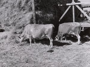 Image of Cows eating hay on Mormon farmer's place. Cache County, Utah
