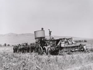 Image of The old method of drawing a combine; ten or more horses were used. Box Elder County, Utah