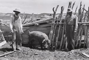 Image of FSA (Farm Security Administration) cooperative boar. Box Elder County, Utah