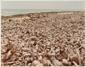 Image of Coconut Graveyard