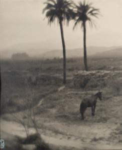 Image of Untitled (Horse with Palm Trees, Los Angeles)