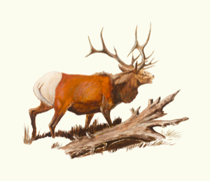 Image of Intermountain Inter-tribal Indian School Mural_04 (Elk)