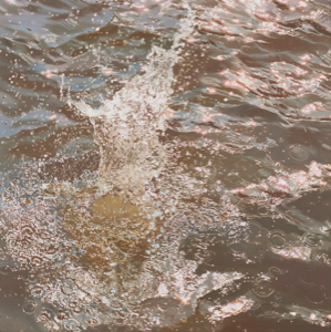 Image of Splashed Water Echo Park #3