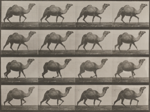Image of Egyptian Camel Racking