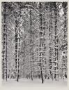 Image of Trees and Snow (from Portfolio III Yosemite Valley 1960)