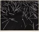Image of Grass and Pool (from Portfolio III Yosemite Valley 1960)