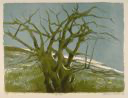 Image of Sea Tree