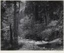 Image of Tenaya Creek, Spring Rain (from Portfolio III Yosemite Valley 1960)