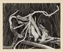 Image of Driftwood in Reeds