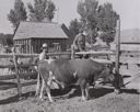 Image of FSA (Farm Security Administration) cooperative bull. Box Elder County, Utah